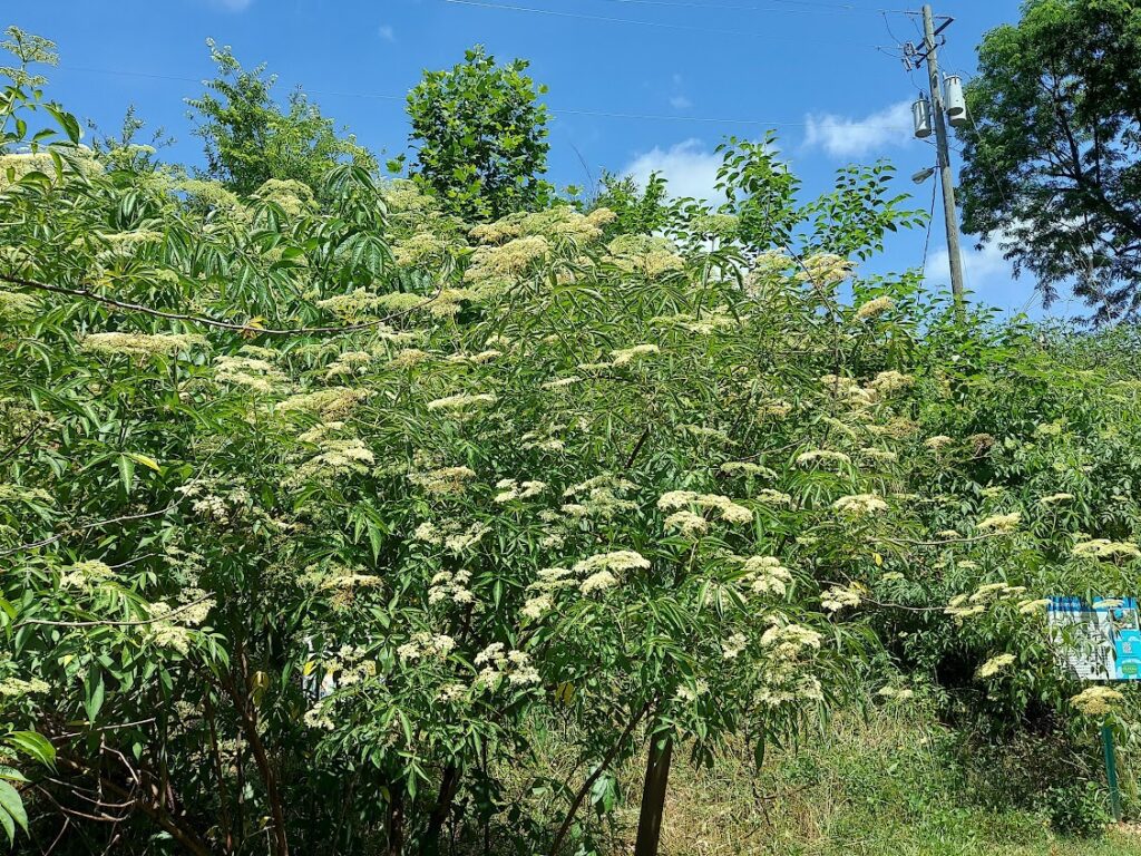 Elderberry flowers scattered across a bush in the sunshine in May 2022. Photo by East Decatur Greenway.