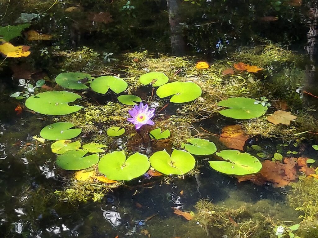 Waterlilies floating in a pond in the sunshine. Photo by East Decatur Greenway.